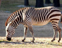 Hartmann Zebra