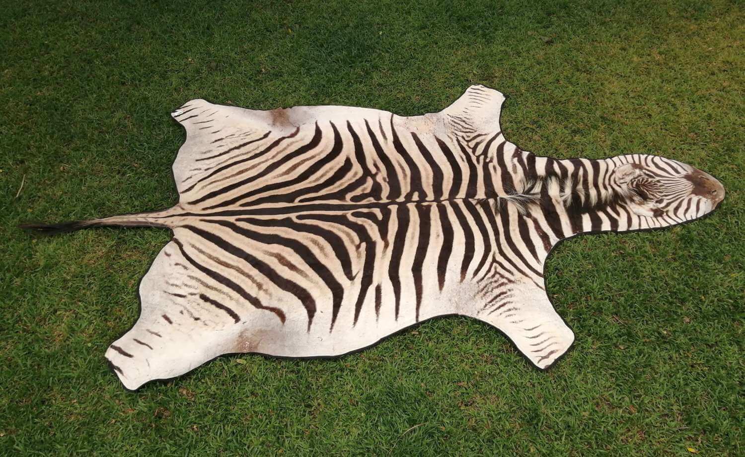 Burchell Zebra hide - B grade