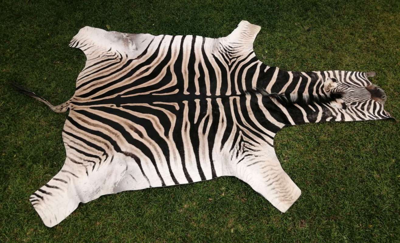 Burchell Zebra hide - B grade