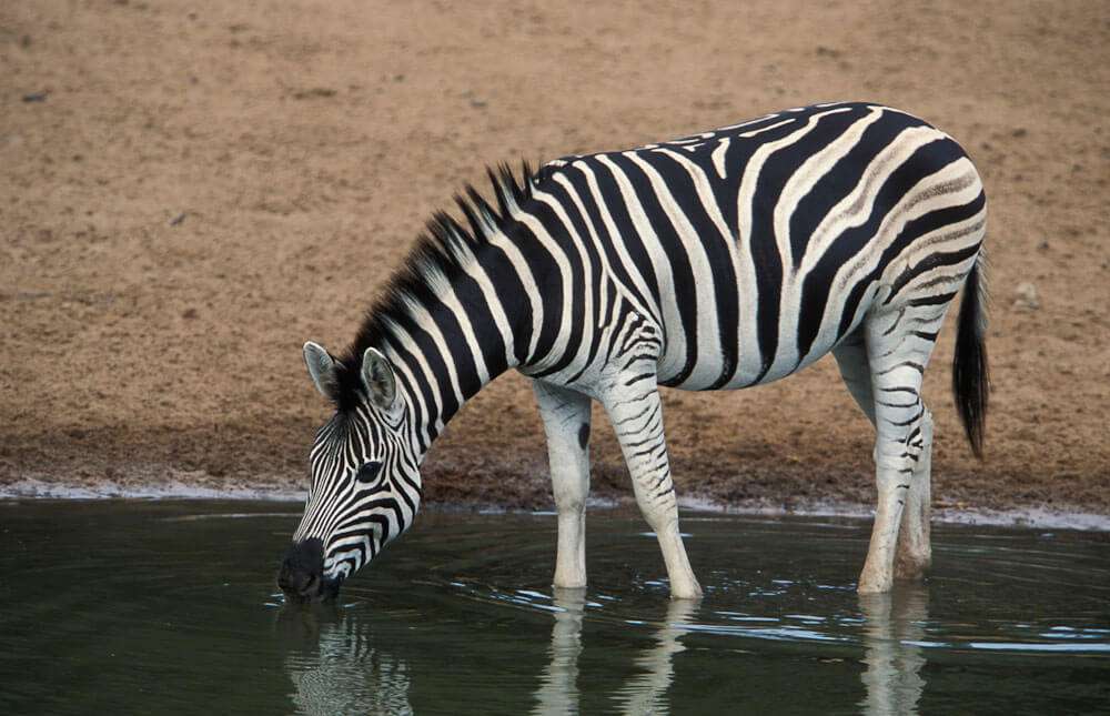 Burchell Zebra drinking