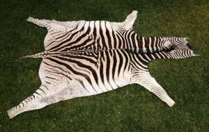 Burchell Zebra hide - C grade