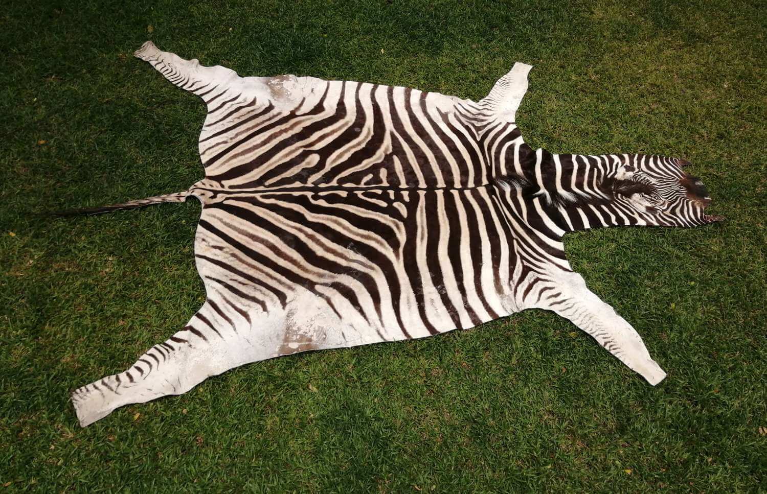 Burchell Zebra hide - C grade