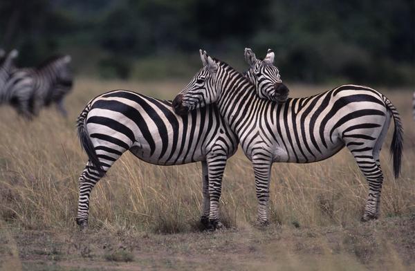Burchell zebra couple