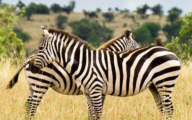 BUrchell Zebra