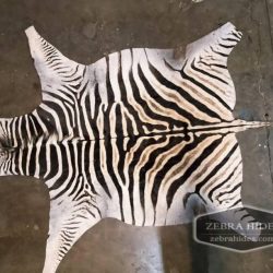 Plains Zebra hide rug