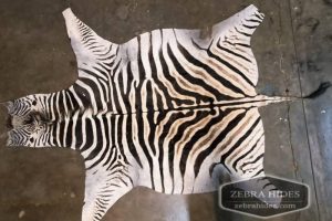 Plains-zebra-hide-rug-A8 Plains Zebra hide rug