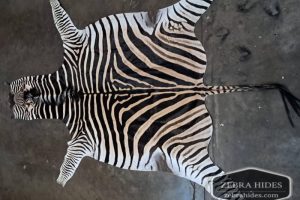Tanned-zebra-hide-A14 Tanned Zebra hide