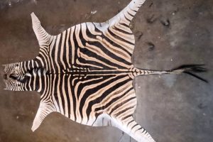 Tanned Zebra hide