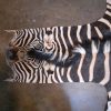 Tanned Zebra hide