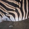Tanned Zebra hide