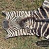 Tanned Zebra hide