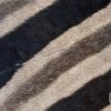 Tanned Zebra hide