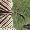 Tanned Zebra hide